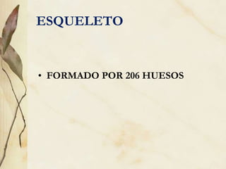 ESQUELETO
• FORMADO POR 206 HUESOS
 