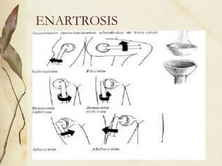 ENARTROSIS
 