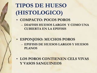 TIPOS DE HUESO
(HISTOLOGICO)
• COMPACTO: POCOS POROS
– DIAFISIS HUESOS LARGOS Y COMO UNA
CUBIERTA EN LA EPIFISIS
• ESPONJOSO: MUCHOS POROS
– EPIFISIS DE HUESOS LARGOS Y HUESOS
PLANOS
• LOS POROS CONTIENEN CELS VIVAS
Y VASOS SANGUINEOS
 