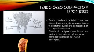 Tejido oseo | PPTX