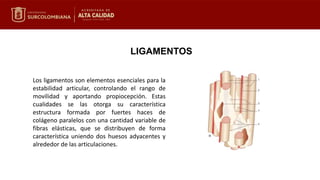 LIGAMENTOS
Los ligamentos son elementos esenciales para la
estabilidad articular, controlando el rango de
movilidad y aportando propiocepción. Estas
cualidades se las otorga su característica
estructura formada por fuertes haces de
colágeno paralelos con una cantidad variable de
fibras elásticas, que se distribuyen de forma
característica uniendo dos huesos adyacentes y
alrededor de las articulaciones.
 