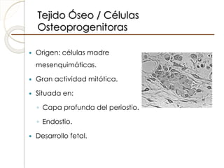 Tejido Óseo / Células
Osteoprogenitoras
 Origen: células madre
mesenquimáticas.
 Gran actividad mitótica.
 Situada en:
◦ Capa profunda del periostio.
◦ Endostio.
 Desarrollo fetal.
 
