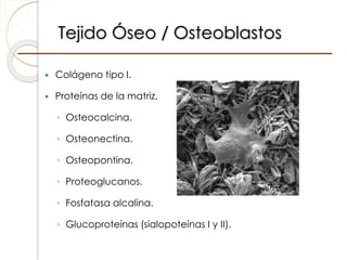 Tejido Óseo / Osteoblastos
 Colágeno tipo I.
 Proteínas de la matriz.
◦ Osteocalcina.
◦ Osteonectina.
◦ Osteopontina.
◦ Proteoglucanos.
◦ Fosfatasa alcalina.
◦ Glucoproteínas (sialopoteínas I y II).
 