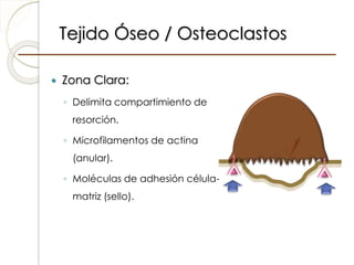 Tejido Óseo / Osteoclastos
 Zona Clara:
◦ Delimita compartimiento de
resorción.
◦ Microfilamentos de actina
(anular).
◦ Moléculas de adhesión célula-
matriz (sello).
 