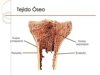 Tejido Óseo
Hueso
esponjoso
Hueso
compacto
Periostio Endostio
 