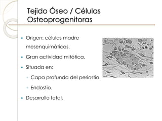 Tejido Óseo / Células
Osteoprogenitoras
 Origen: células madre
mesenquimáticas.
 Gran actividad mitótica.
 Situada en:
...
