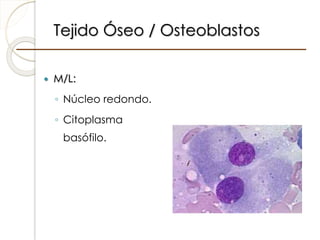 Tejido Óseo / Osteoblastos
 M/L:
◦ Núcleo redondo.
◦ Citoplasma
basófilo.
 