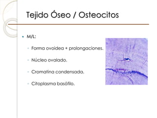 Tejido Óseo / Osteocitos
 M/L:
◦ Forma ovoidea + prolongaciones.
◦ Núcleo ovalado.
◦ Cromatina condensada.
◦ Citoplasma b...