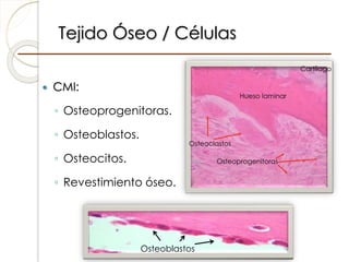 Tejido Óseo / Células
 CMI:
◦ Osteoprogenitoras.
◦ Osteoblastos.
◦ Osteocitos.
◦ Revestimiento óseo.
Osteoclastos
Osteopr...