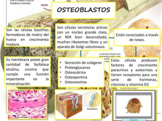 FUNCIÒN
Los osteoblastos
sintetizan la matriz
ósea.
Los osteoblastos también
desempeñan un papel en la
degradación ósea, d...