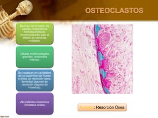 Derivan de la fusión de
células progenitoras
hematopoyéticas
mononucleares bajo el
efecto de citocinas
múltiples.
Células multinucleadas,
grandes, eosinofilia
intensa.
Se localizan en cavidades
de la superficie del hueso
o sitios de resorción ósea,
llamadas lagunas de
resorción (laguna de
Howship).
Abundantes lisosomas
(fosfatasa ácida).
Función: Resorción Ósea
 