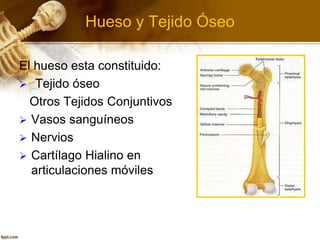 Hueso y Tejido Óseo
El hueso esta constituido:
 Tejido óseo
Otros Tejidos Conjuntivos
 Vasos sanguíneos
 Nervios
 Cartílago Hialino en
articulaciones móviles
 