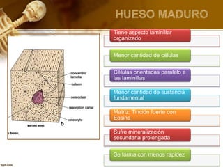 Tiene aspecto laminillar
organizado
Menor cantidad de células
Células orientadas paralelo a
las laminillas
Menor cantidad de sustancia
fundamental
Matriz: Tinción fuerte con
Eosina
Sufre mineralización
secundaria prolongada
Se forma con menos rapidez
 