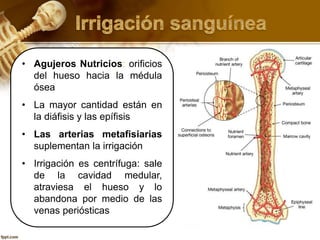 • Agujeros Nutricios: orificios
del hueso hacia la médula
ósea
• La mayor cantidad están en
la diáfisis y las epífisis
• Las arterias metafisiarias
suplementan la irrigación
• Irrigación es centrífuga: sale
de la cavidad medular,
atraviesa el hueso y lo
abandona por medio de las
venas periósticas
 