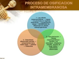 1.- Las células
mesenquimáticas → migran
→ se acumulan en regiones
específicas → Condensación
celular = MEMBRANA Se
diferencian en células
osteoprogenitoras.
2.- Vascularización →
Células
mesenquimáticas ↑
tamaño y se
redondean, citoplasma
basófilo, aparato de
Golgi visible =
Osteoblasto
diferenciado
3.- Osteoblasto
diferenciado secreta →
componentes de la
matriz ósea → calcifica
→ Osteocitos
 
