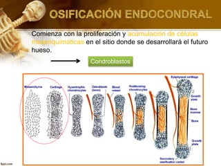 Comienza con la proliferación y acumulación de células
mesenquimáticas en el sitio donde se desarrollará el futuro
hueso.
Condroblastos
 