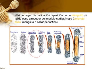 - Primer signo de osificación: aparición de un manguito de
tejido óseo alrededor del modelo cartilaginoso (collarete
óseo, manguito o collar perióstico)
 