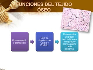 Provee sostén
y protección.
Sitio de
depósito de
Calcio y
Fosfato.
Desempeña
un papel
secundario en
la regulación
homeostática
de la
calcemia.
 