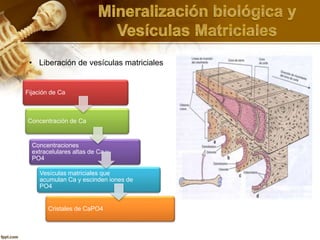 • Liberación de vesículas matriciales
Fijación de Ca
Concentración de Ca
Concentraciones
extracelulares altas de Ca y
PO4
Vesículas matriciales que
acumulan Ca y escinden iones de
PO4
Cristales de CaPO4
 