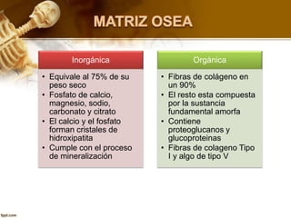 Inorgánica
• Equivale al 75% de su
peso seco
• Fosfato de calcio,
magnesio, sodio,
carbonato y citrato
• El calcio y el fosfato
forman cristales de
hidroxipatita
• Cumple con el proceso
de mineralización
Orgánica
• Fibras de colágeno en
un 90%
• El resto esta compuesta
por la sustancia
fundamental amorfa
• Contiene
proteoglucanos y
glucoproteinas
• Fibras de colageno Tipo
I y algo de tipo V
 