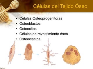 Células del Tejido Óseo
• Células Osteoprogenitoras
• Osteoblastos
• Osteocitos
• Células de revestimiento óseo
• Osteoclastos
 
