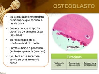 • Es la célula osteoformadora
diferenciada que secreta la
matriz ósea.
• Secreta colágeno tipo I y
proteínas de la matriz ósea
(osteoide)
• Es responsable de la
calcificación de la matriz
• Forma cuboide o poliédrica
(activo) o aplanada (inactivo)
• Se ubica en la superficie
donde se está formando
hueso
Proteínas
Fijadoras de
calcio
Ostecalcina y
osteonectina
Osteoponina y
tombosponina
 