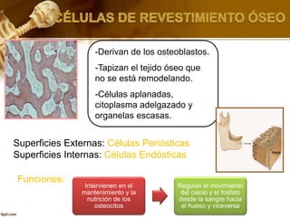 -Derivan de los osteoblastos.
-Tapizan el tejido óseo que
no se está remodelando.
-Células aplanadas,
citoplasma adelgazado y
organelas escasas.
Superficies Externas: Células Periósticas
Superficies Internas: Células Endósticas
Intervienen en el
mantenimiento y la
nutrición de los
osteocitos
Regulan el movimiento
del calcio y el fosfato
desde la sangre hacia
el hueso y viceversa
Funciones:
 
