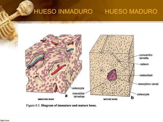 Formación de tejido óseo por síntesis y secreción de
matriz ósea orgánica por los osteoblastos, que al poco
tiempo sufre m...