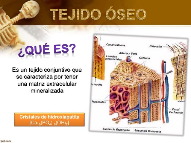 Tejido oseo