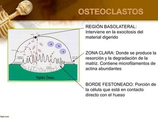 REGIÓN BASOLATERAL:
Interviene en la exocitosis del
material digerido
ZONA CLARA: Donde se produce la
resorción y la degradación de la
matriz. Contiene microfilamentos de
actina abundantes
BORDE FESTONEADO: Porción de
la célula que está en contacto
directo con el hueso
Tejido Óseo
 