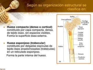  Hueso compacto (denso o cortical)
constituido por capa compacta, densa,
de tejido óseo, sin espacios visibles.
Forma la superficie ósea externa.
 Hueso esponjoso (trabecular)
constituido por delgadas espículas de
tejido óseo anastomosadas (trabéculas)
en un reticulado esponjoso.
Forma la parte interna del hueso.
Según su organización estructural se
clasifica en:
 
