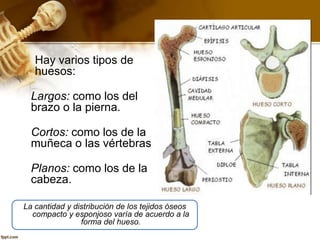  Hay varios tipos de
huesos:
Largos: como los del
brazo o la pierna.
Cortos: como los de la
muñeca o las vértebras
Planos: como los de la
cabeza.
La cantidad y distribución de los tejidos óseos
compacto y esponjoso varía de acuerdo a la
forma del hueso.
 