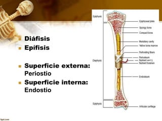  Diáfisis
 Epífisis
 Superficie externa:
Periostio
 Superficie interna:
Endostio
 