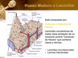 Está compuesto por:
Osteonas o Sistemas de
Havers:
Laminillas concéntricas de
matriz ósea alrededor de un
conducto central “Conducto
de Havers” que contiene
vasos y nervios.
• Laminillas circunferenciales
• Laminas Intersticiales
 