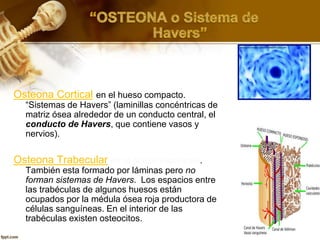 Osteona Cortical en el hueso compacto.
“Sistemas de Havers” (laminillas concéntricas de
matriz ósea alrededor de un conducto central, el
conducto de Havers, que contiene vasos y
nervios).
Osteona Trabecular en el hueso esponjoso.
También esta formado por láminas pero no
forman sistemas de Havers.. Los espacios entre
las trabéculas de algunos huesos están
ocupados por la médula ósea roja productora de
células sanguíneas. En el interior de las
trabéculas existen osteocitos.
 