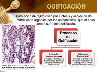 Formación de tejido óseo por síntesis y secreción de
matriz ósea orgánica por los osteoblastos, que al poco
tiempo sufre mineralización.
Procesos
de
Osificación
:
Osificación
Intramembranosa
El hueso se forma por la
diferenciación de células
mesenquimáticas en
osteoblastos.
Osificación
Endocondral
El hueso se forma sobre
un molde preformado de
cartílago con la forma
general del futuro hueso.
 