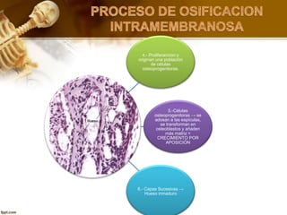 4.- Proliferancion y
originan una población
de células
osteoprogenitoras.
5.-Células
osteoprogenitoras → se
adosan a las espículas,
se transforman en
osteoblastos y añaden
más matriz =
CRECIMIENTO POR
APOSICIÓN
6.- Capas Sucesivas →
Hueso inmaduro
 