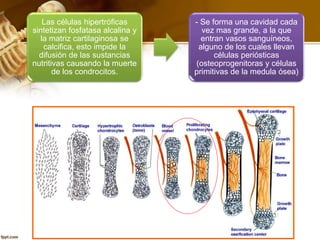Las células hipertróficas
sintetizan fosfatasa alcalina y
la matriz cartilaginosa se
calcifica, esto impide la
difusión de las sustancias
nutritivas causando la muerte
de los condrocitos.
- Se forma una cavidad cada
vez mas grande, a la que
entran vasos sanguíneos,
alguno de los cuales llevan
células periósticas
(osteoprogenitoras y células
primitivas de la medula ósea)
 