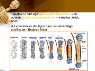 - Restos de cartílago → espículas irregulares → Se
adosan células osteoprogenitoras → sintetizan tejido
óseo
-La combinación del tejido óseo con el cartílago
calcificado = Espícula Mixta
 