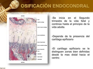 -Se inicia en el Segundo
trimestre de la vida fetal y
continúa hasta el principio de la
vida adulta.
-Depende de la presencia del
cartílago epifisiario
-El cartílago epifisiario se le
distinguen zonas bien definidas
desde la mas distal hacia el
centro:
 