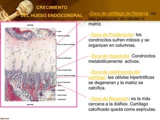 CRECIMIENTO
DEL HUESO ENDOCONDRAL
-Zona de cartílago de Reserva: no
hay producción de células ni
matriz.
- Zona de Proliferación: los
condrocitos sufren mitosis y se
organizan en columnas.
- Zona de Hipertrofia: Condrocitos
metabólicamente activos.
- Zona de calcificación del
cartílago: las células hipertróficas
se degeneran y la matriz se
calcifica.
- Zona de Resorción: es la más
cercana a la diáfisis. Cartílago
calcificado queda como espículas.
 
