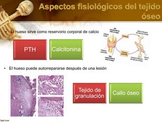 • El hueso sirve como reservorio corporal de calcio
PTH Calcitonina
• El hueso puede autorrepararse después de una lesión
Tejido de
granulación
Callo óseo
 