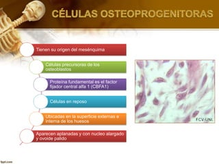 Tienen su origen del mesénquima
Células precursoras de los
osteoblastos
Proteína fundamental es el factor
fijador central alfa 1 (CBFA1)
Células en reposo
Ubicadas en la superficie externas e
interna de los huesos
Aparecen aplanadas y con nucleo alargado
y ovoide palido
 