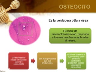 Función: de
mecanotransducción, responde
a fuerzas mecánicas aplicadas
al hueso.
Cada osteocito
ocupa un espacio:
laguna u
osteoplasto
Son más pequeños
que sus
precursores.
Al MO se observa el
núcleo como único
elemento
destacable,
presentan escaso
citoplasma
perinuclear.
Es la verdadera célula ósea
 