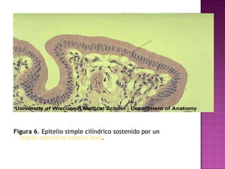 Figura 6 . Epitelio simple cilíndrico sostenido por un  tejido conectivo areolar laxo .   