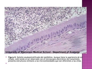 Figura 8 . Epitelio seudoestratificado del epidídimo. Aunque tiene la apariencia de ser ciliado, este tejido al ser observado con el microscopio electrónico de transmisión, presenta estructuras similares a las microvellosidades que son diferentes a las cilias.   