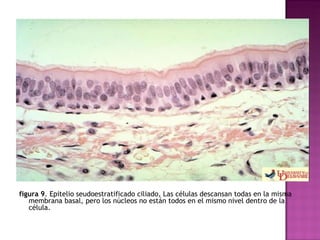 figura 9 . Epitelio seudoestratificado ciliado, Las células descansan todas en la misma membrana basal, pero los núcleos no están todos en el mismo nivel dentro de la célula. 
