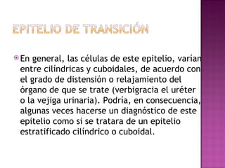 En general, las células de este epitelio, varían entre cilíndricas y cuboidales, de acuerdo con el grado de distensión o relajamiento del órgano de que se trate (verbigracia el uréter o la vejiga urinaria). Podría, en consecuencia, algunas veces hacerse un diagnóstico de este epitelio como si se tratara de un epitelio estratificado cilíndrico o cuboidal. 