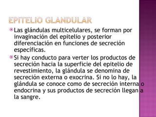 Las glándulas multicelulares, se forman por invaginación del epitelio y posterior diferenciación en funciones de secreción específicas.  Si hay conducto para verter los productos de secreción hacia la superficie del epitelio de revestimiento, la glándula se denomina de secreción externa o exocrina. Si no lo hay, la glándula se conoce como de secreción interna o endocrina y sus productos de secreción llegan a la sangre.  
