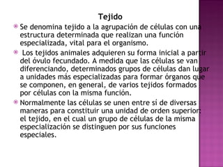 Tejido   Se denomina tejido a la agrupación de células con una estructura determinada que realizan una función especializada, vital para el organismo. Los tejidos animales adquieren su forma inicial a partir del óvulo fecundado. A medida que las células se van diferenciando, determinados grupos de células dan lugar a unidades más especializadas para formar órganos que se componen, en general, de varios tejidos formados por células con la misma función.  Normalmente las células se unen entre sí de diversas maneras para constituir una unidad de orden superior: el tejido, en el cual un grupo de células de la misma especialización se distinguen por sus funciones especiales.   